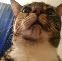 Image result for Cat Looking at Camera Meme 1040X1040