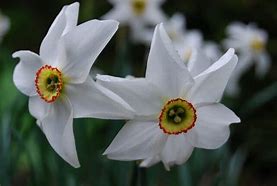 Image result for Narcissus actaea