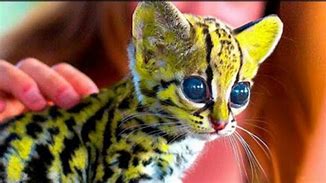 Image result for Most Intresting Pets