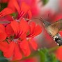 Image result for hummingbird moth