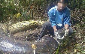 Image result for World Biggest Snake Ever Recorded