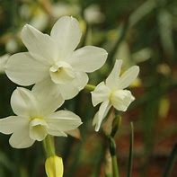 Image result for Narcissus Petrel