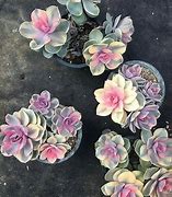 Image result for Colored Succulents