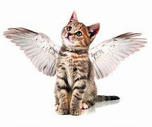 Image result for Angel Cat Pfps Meme