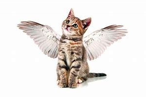 Image result for Angel Cat Meme