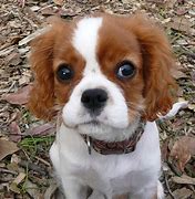 Image result for cavalier