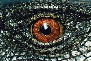 Image result for Monitor Lizard Eye