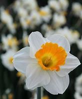 Image result for Narcissus Orange Sunset
