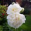 Image result for Alcea rosea double white
