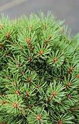 Image result for Pinus sylvestris Doone Valley