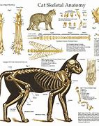 Image result for Animal Skeleton Anatomy