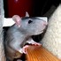 Image result for Cute Rat Picture Reaching