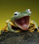 Image result for Funny Frog Pictures