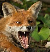 Image result for Side Profile of Angry Fox