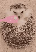 Image result for Hedgehog Eating