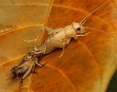 Image result for Cartoon Cricket Insect Head