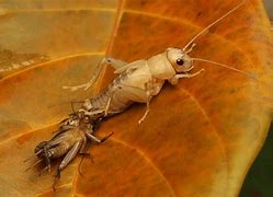 Image result for Black Cricket Insect