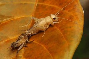 Image result for Australian Cricket Insect