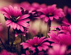 Image result for Flower Wallpaper