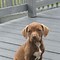 Image result for Pitbull Puppy