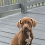 Image result for Cute American Pit Bull Terrier