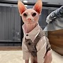 Image result for Suit for a Cat