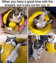 Image result for Most Hilarious Cat Memes