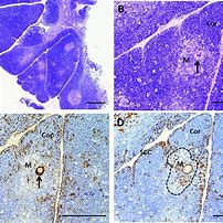 Image result for Thymus Slices