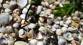 Image result for Dessin Mer Coquillage