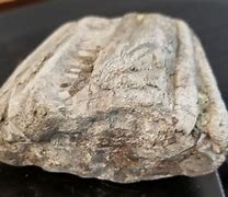 Image result for Dinosaur Jaw Bone