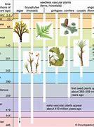 Image result for Plant Cell Timeline