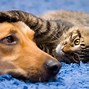 Image result for Cat and Dog Names Meme