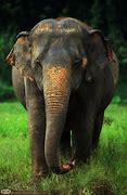 Image result for Asian Elephant