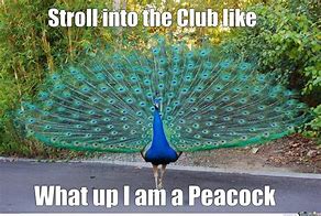 Image result for Greek Peacock Meme