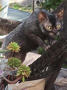 Image result for OH No Cringe Mexican Cat