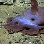Image result for Ocean Animals with Ears