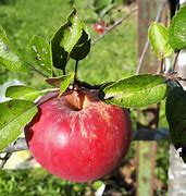 Image result for Winesap Apples