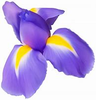 Image result for Purple Iris Clip Art
