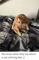 Image result for Cat with Big Feet Meme
