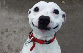 Image result for Happy Dog Meme T-shirt