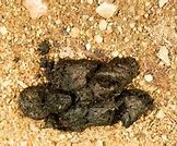 Image result for What Does Black Bear Poop Look Like