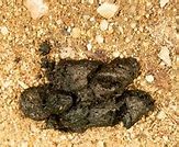 Image result for Black Bear Poop Pic