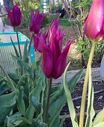 Image result for Tulipa Purple Dream