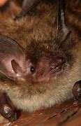 Image result for Small Brown Bat
