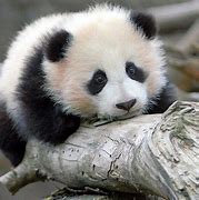 Image result for Baby Panda