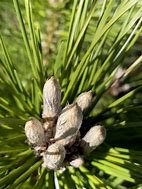 Pinus thunbergii Banchoho 的图像结果