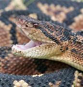 Image result for The World's Biggest Snake Alive