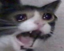 Image result for Yelling Crying Cat Meme