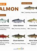 Image result for Different Salmon Types