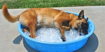 Image result for Dog Cooling Mat